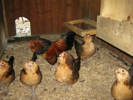 antwerpse baardkriel kwartel