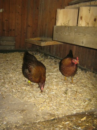 roodpatrijs welsummer hennen