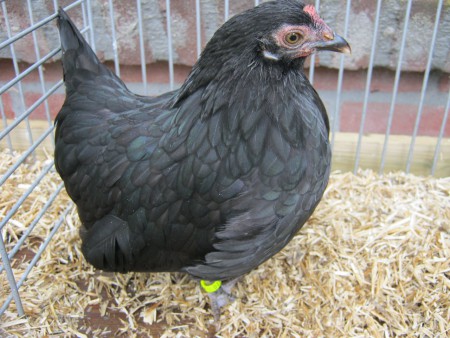 hollandsekriel hennetje