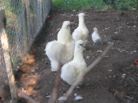 witte zijdehoentjes NU HEBBEN WE ALLEEN NOG MAAR BLAUWE